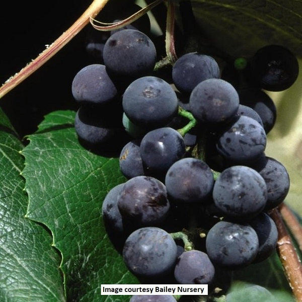 Concord Seedless Grape Vine, 2-Gallon
