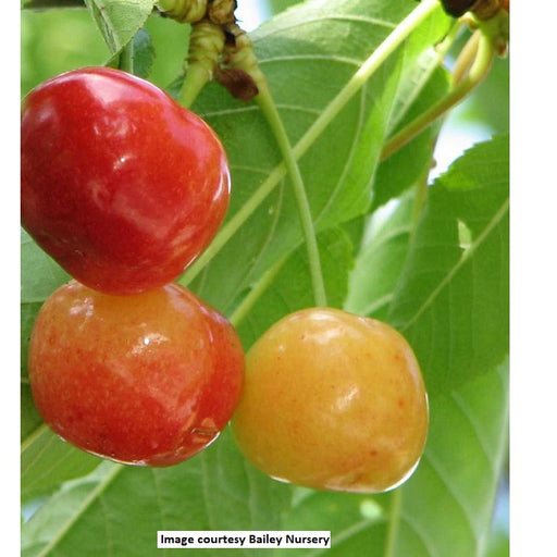 Rainier Sweet Cherry Tree, 7-Gallon