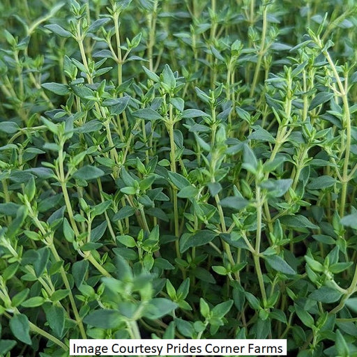 Herb, English Thyme 1-Gallon