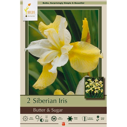 Siberian Iris 'Butter & Sugar'- Pack of 2 Bulbs