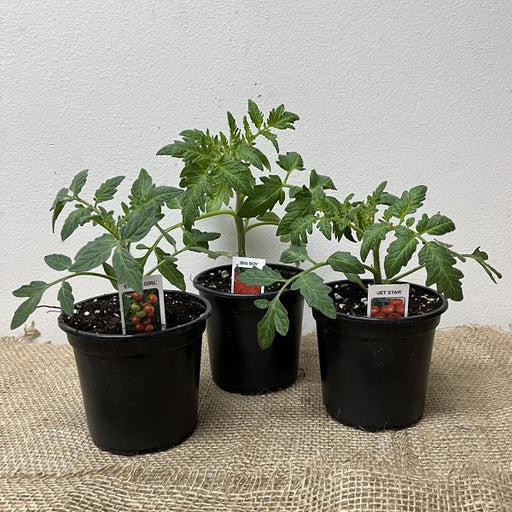 Tomato Plant, 4-Inch