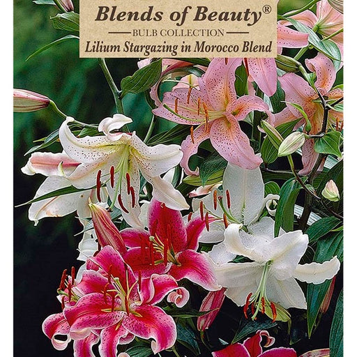 Fragrant Lily, Lilium Oriental 'Stargazing in Morocco Blend'- Pack of 6 Bulbs