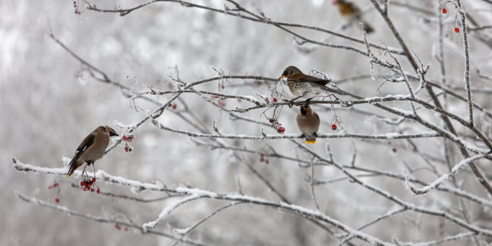 Getting Wild Birds Ready for Winter