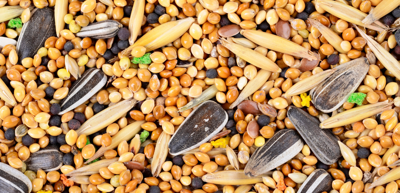 Learning About Different Bird Seeds — Ellington Agway