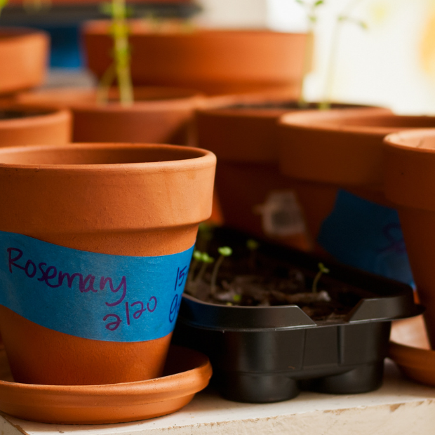 Starting Seedings Indoors to Kick Start Your Garden