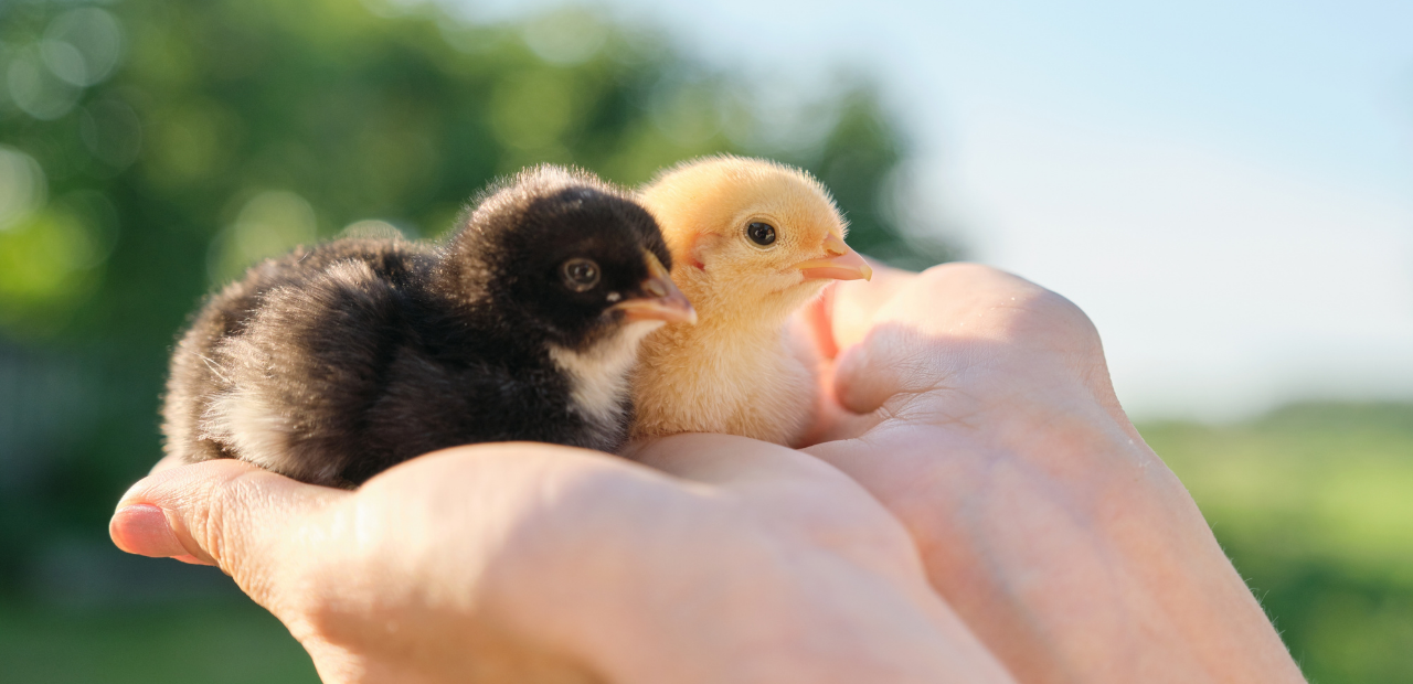 Preparing for Chicks: Setting Up Your Brooder