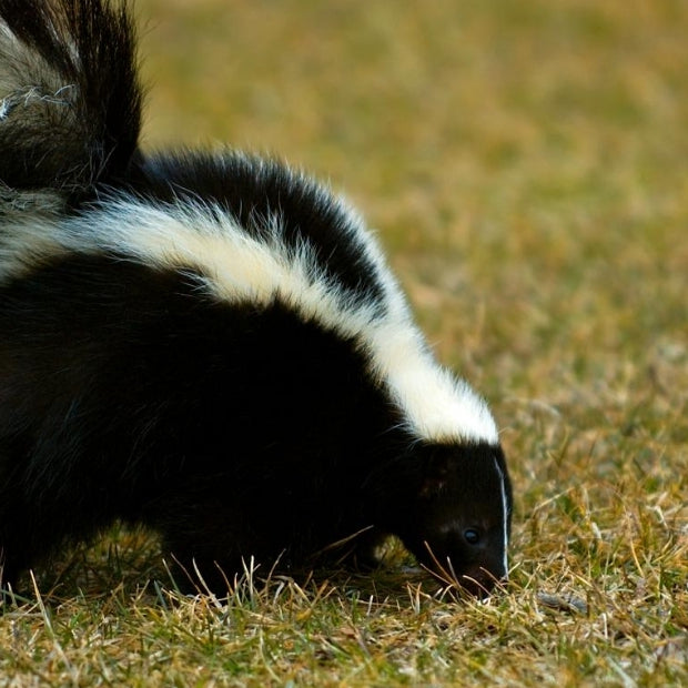 Ridding Your Dog of Skunk Smell