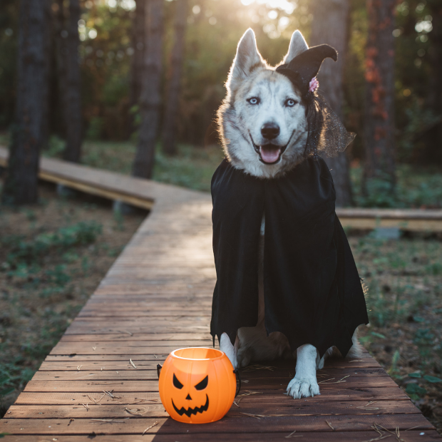 Halloween Pet Dangers