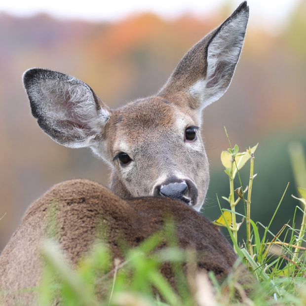 Protecting Your Landscape from Deer
