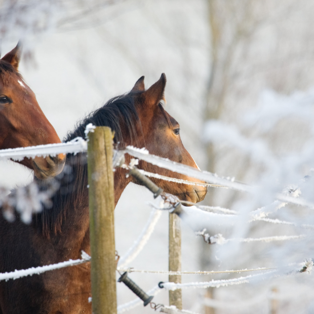 Winter Horse Care Checklist
