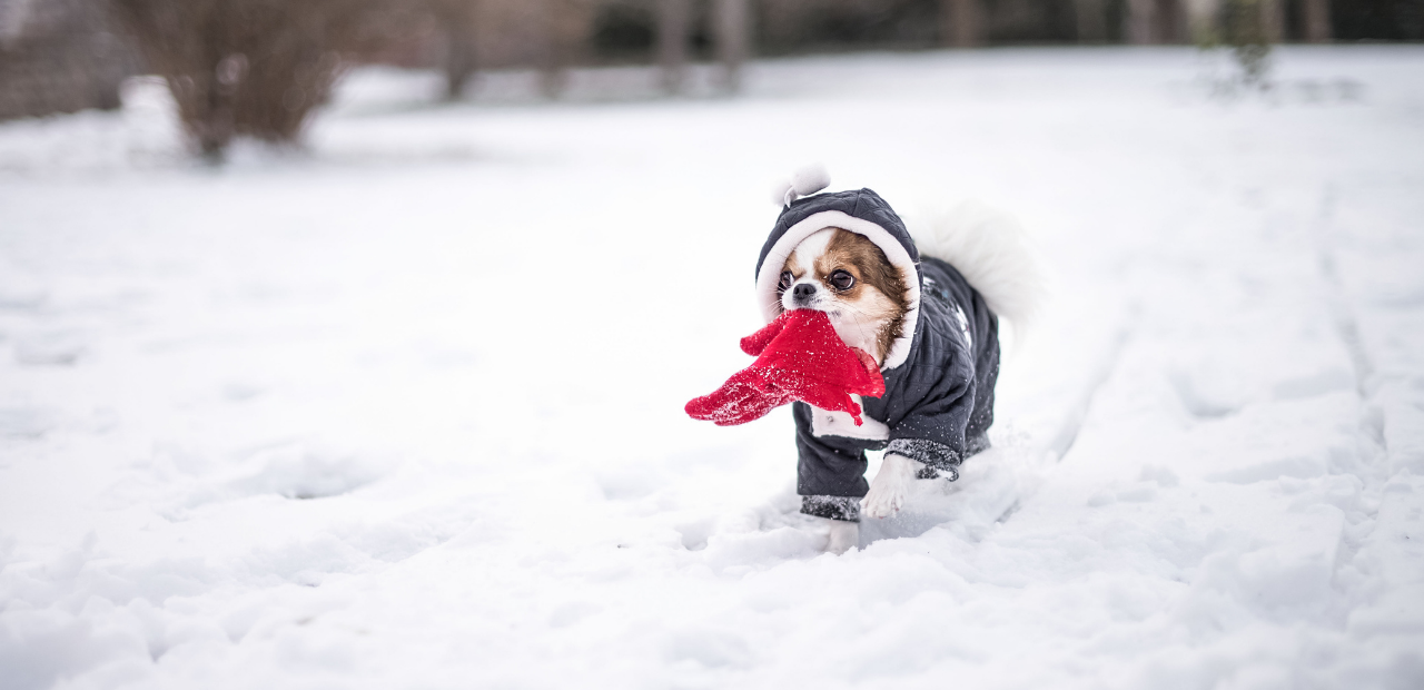 Cold Weather Safety for Pets