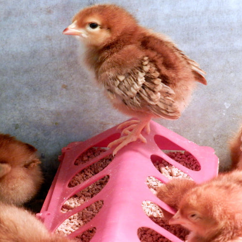 Adding New Chicks to Your Flock