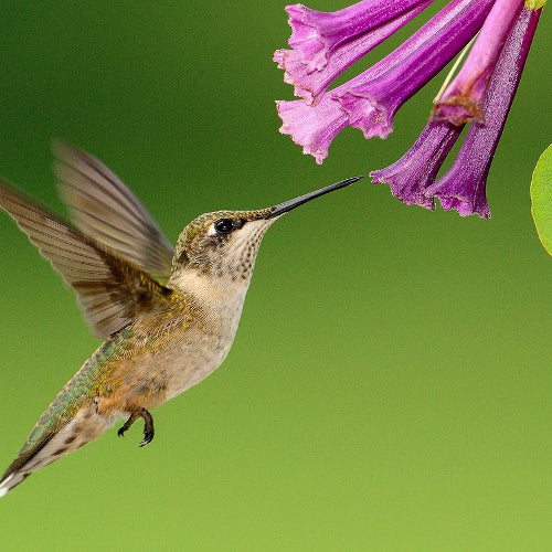 All About Hummingbirds