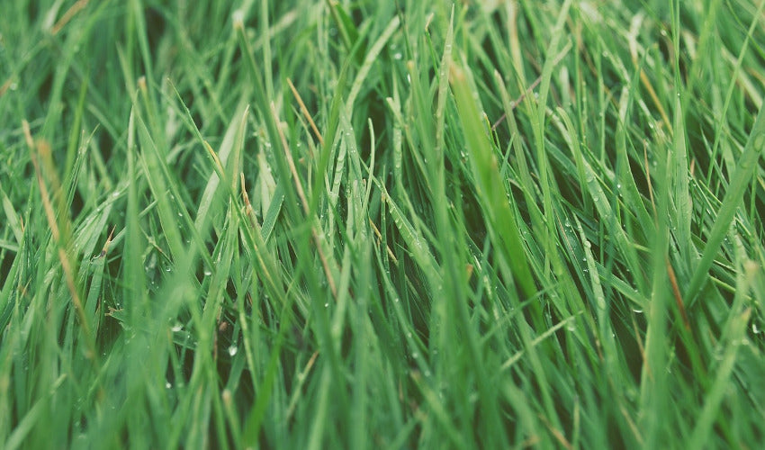 Caring For Your Lawn in the Spring