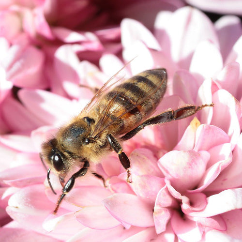 Plants To Attract Bees