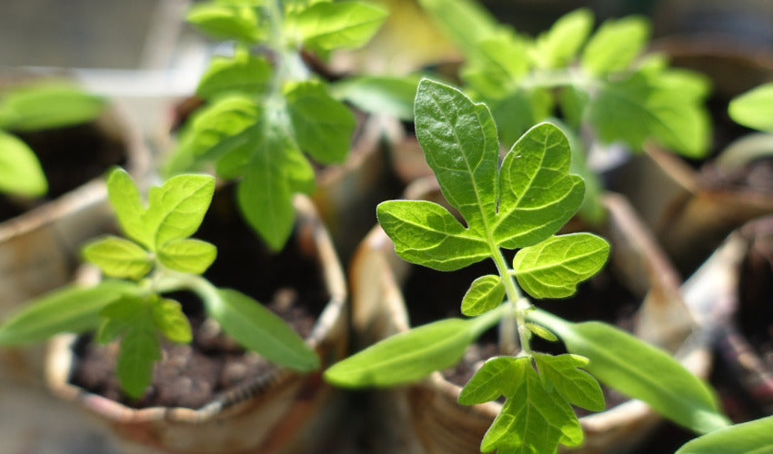 10 Best Tips for Starting Seeds Indoors