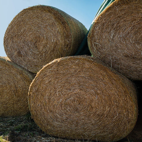 The Importance of Extra Hay During Winter Months