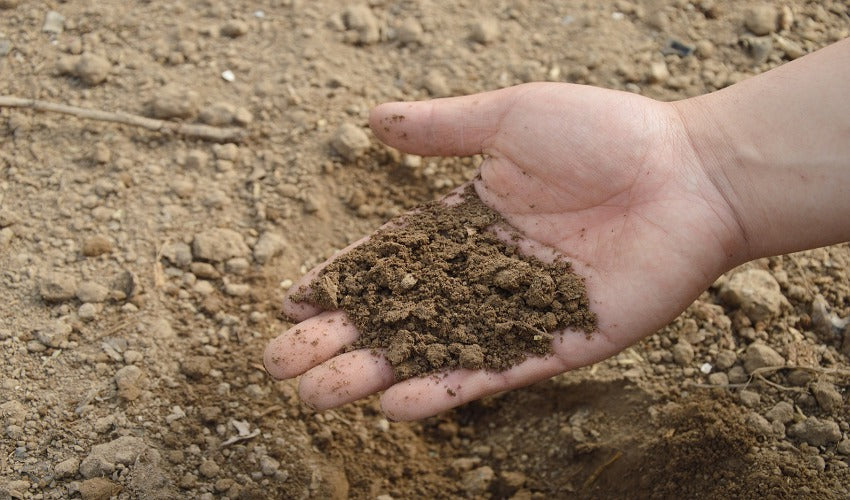 Your Guide to Soil Maintenance