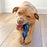 Nylabone Power Chew Love our Oceans Teddy Bear Bone Dog Chew Toy