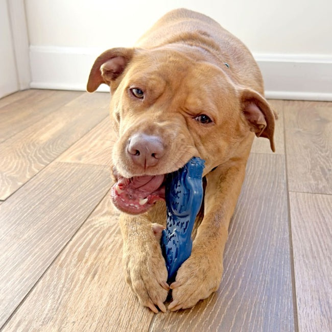 Nylabone Power Chew Love our Oceans Teddy Bear Bone Dog Chew Toy