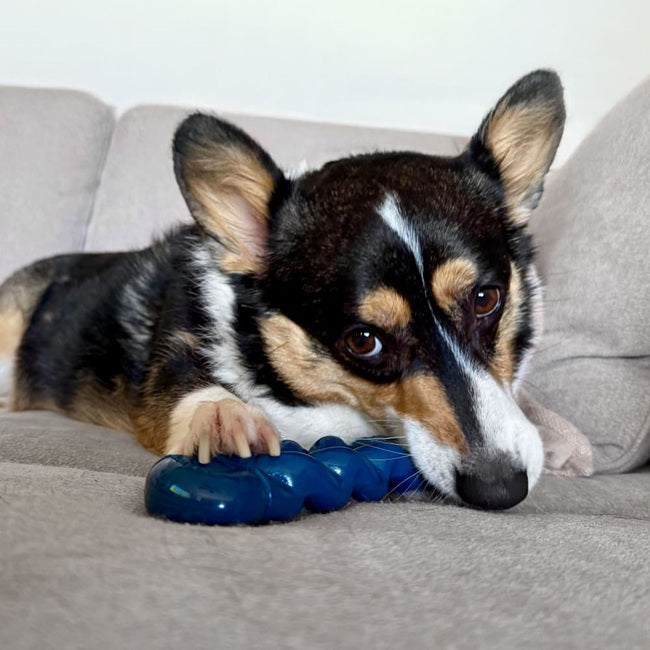 Nylabone Power Chew Love our Oceans Infinity Braid Bone Dog Chew Toy