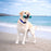 Nylabone Power Chew Love our Oceans Frenzy Bone Dog Chew Toy