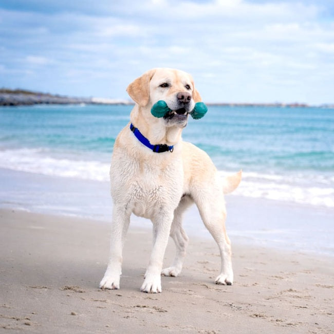 Nylabone Power Chew Love our Oceans Frenzy Bone Dog Chew Toy