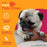Nylabone Strong Chew Wishbone Dog Chew Toy Small, Bacon Flavor