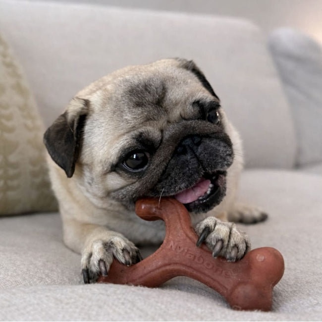 Nylabone Strong Chew Wishbone Dog Chew Toy Small, Bacon Flavor