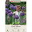 Giant Allium - Gladiator, Pack of 2