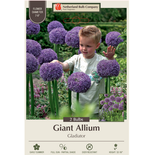 Giant Allium - Gladiator, Pack of 2