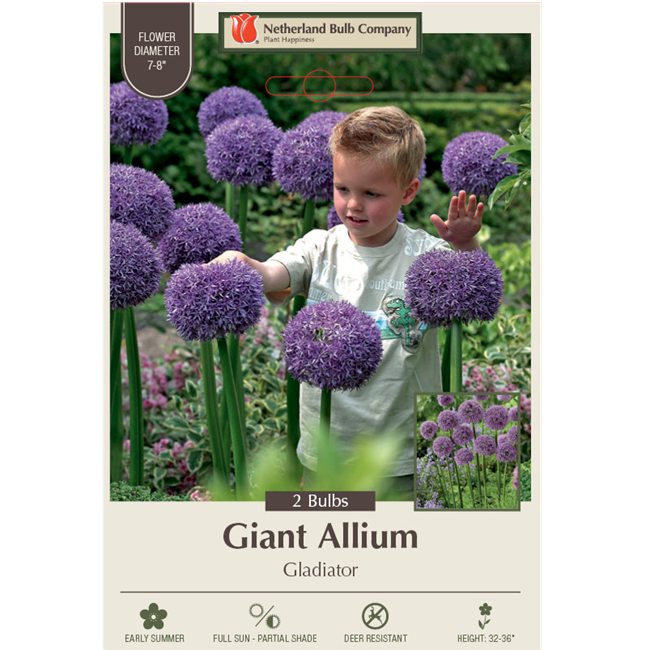 Giant Allium - Gladiator, Pack of 2