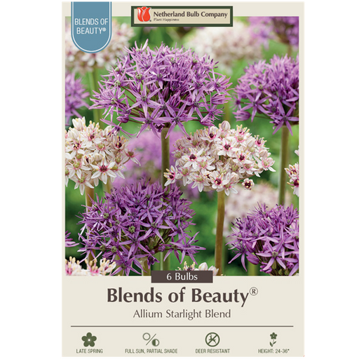 Allium 'Starlight Blend', 6 Pack