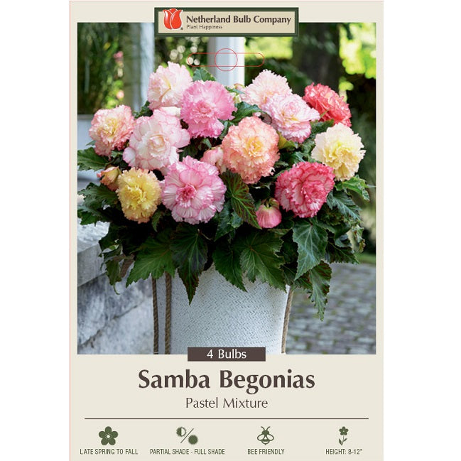 Begonia Samba 'Pastel Mixture' - Pack of 4 Tubers