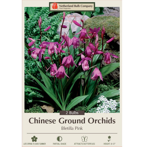 Chinese Ground Orchid, Bletilla striata 'Pink' - Pack of 2 Bulbs