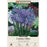 Camas Lily Bulbs - 'Quamash' - Pack of 20