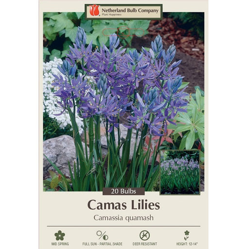 Camas Lily Bulbs - 'Quamash' - Pack of 20