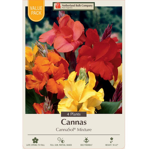 Canna Lily, 'CannaSol® Mixture' - Pack of 4 Rhizomes