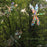Window Gems Dragonflies 9 Piece Prismatic Window Decals