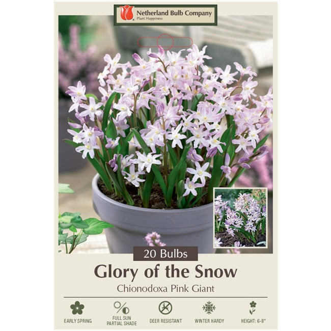 Glory of the Snow (Chionodoxa) Bulbs -  'Pink Giant', Pack of 20