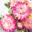 Strawflower & Larkspur Mini Dried Floral Bouquet Bundle