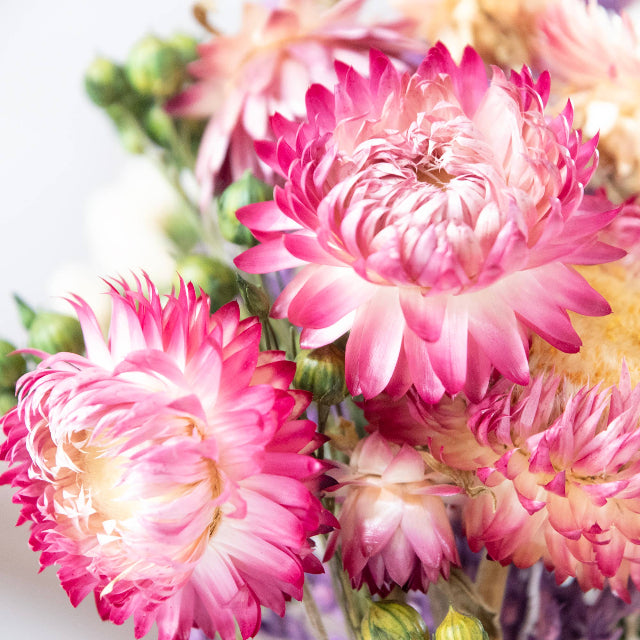 Strawflower & Larkspur Mini Dried Floral Bouquet Bundle