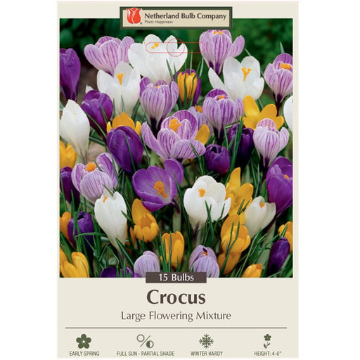 Jumbo Crocus "Large Flowering Mixture" - Pack of 15 Corms