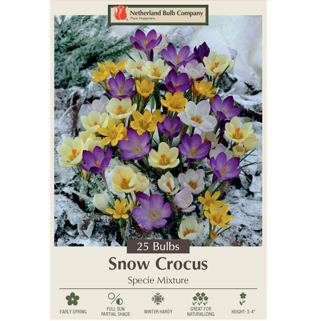 Snow Crocus, Crocus Specie 'Mixture' - Pack of 25 Corms