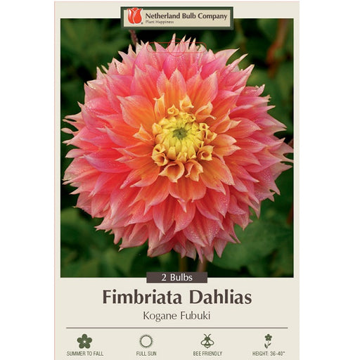 Fimbriata Dahlia 'Kogane Fubuki'- Pack of 2 Tubers