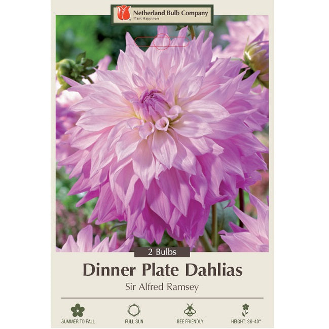 Dinner Plate Dahlia 'Sir Alfred Ramsey'- Pack of 2 Tubers