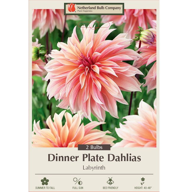 Dinner Plate Dahlia 'Labryinth'- Pack of 2 Tubers
