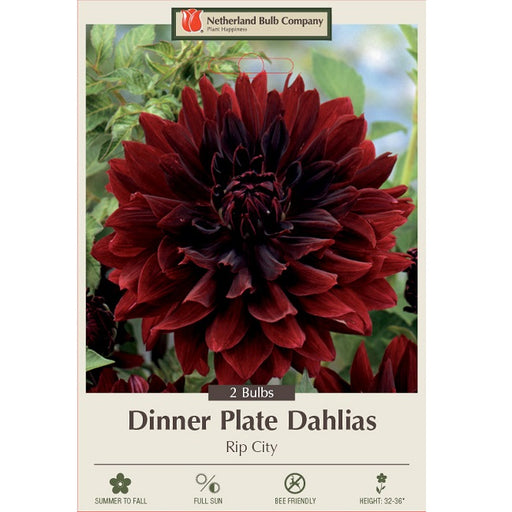 Dinner Plate Dahlia 'Rip City'- Pack of 2 Tubers