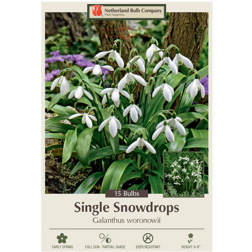 Snowdrop Bulbs - Pack of 15