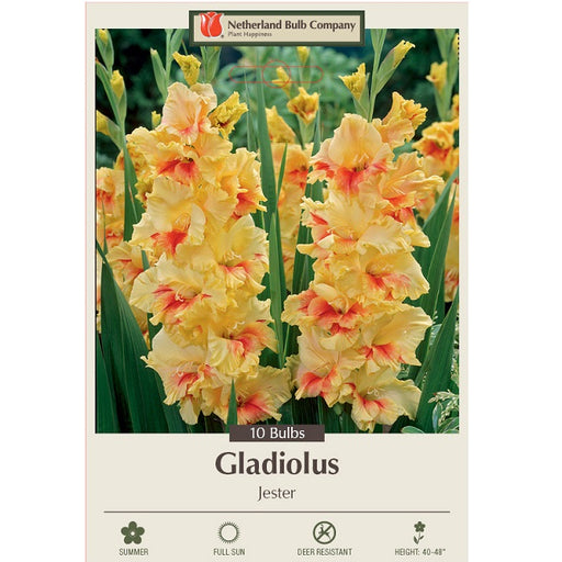 Gladiolus Large Flowering 'Jester' - Pack of 10 Corms